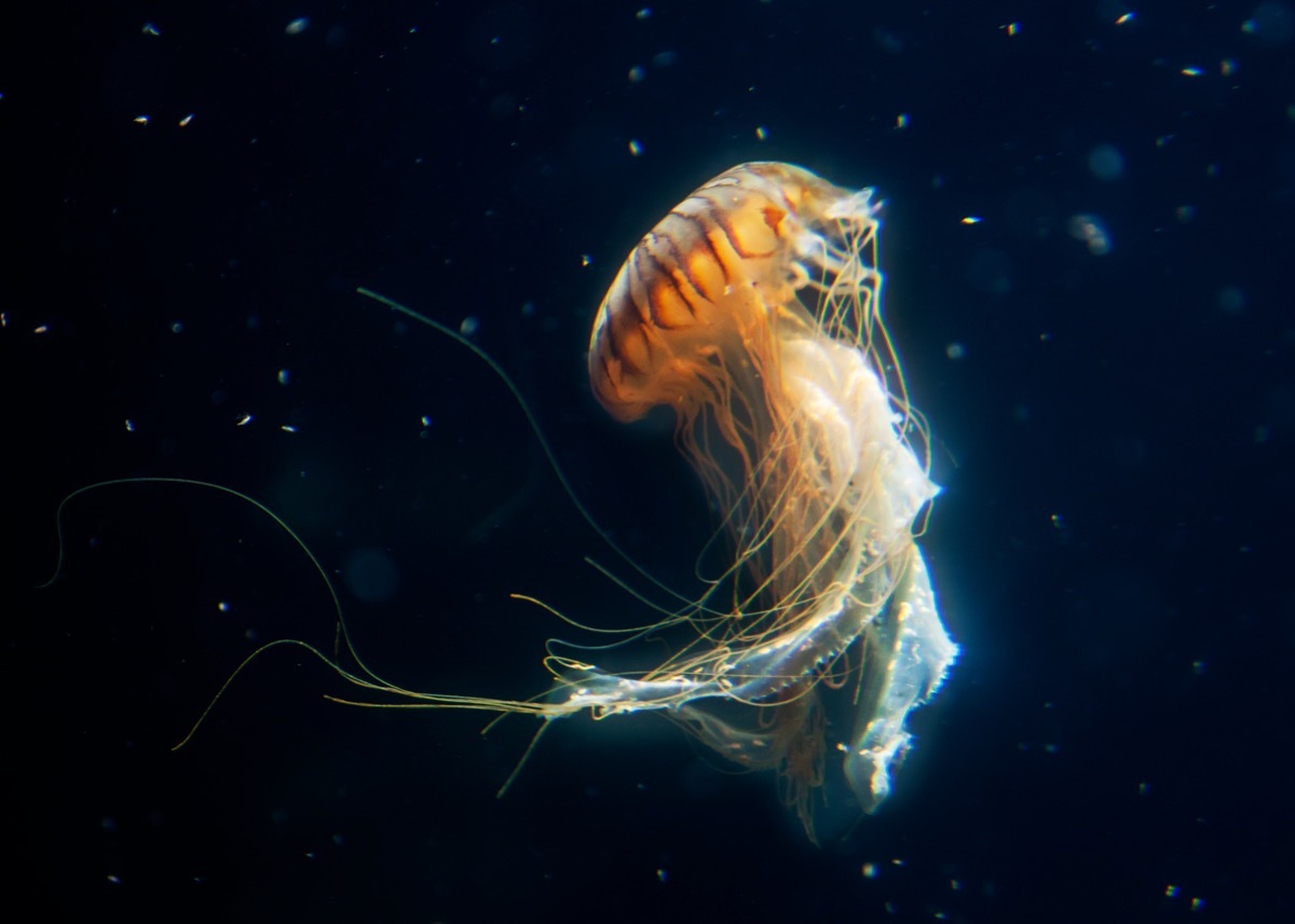 jellyfish