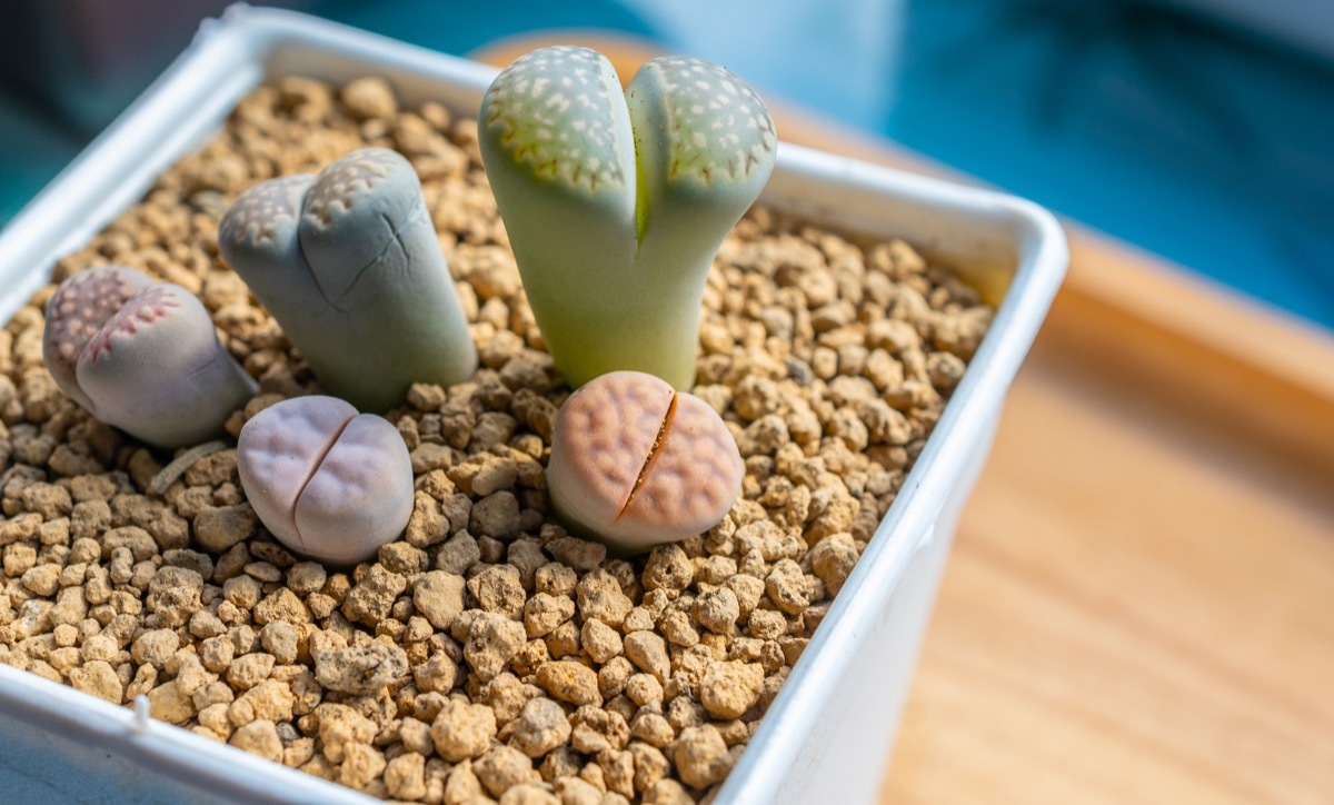 potted lithops