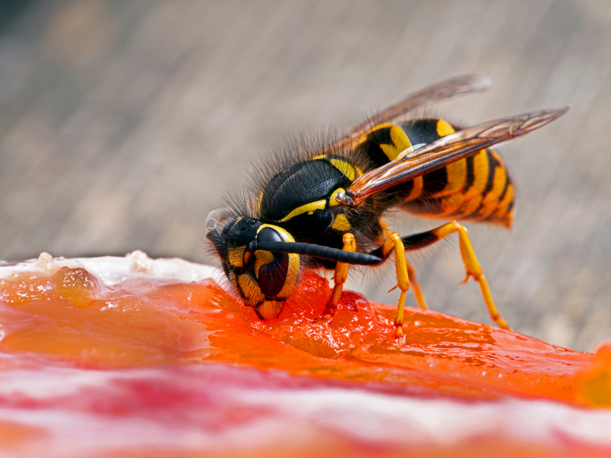 Western yellow jackets