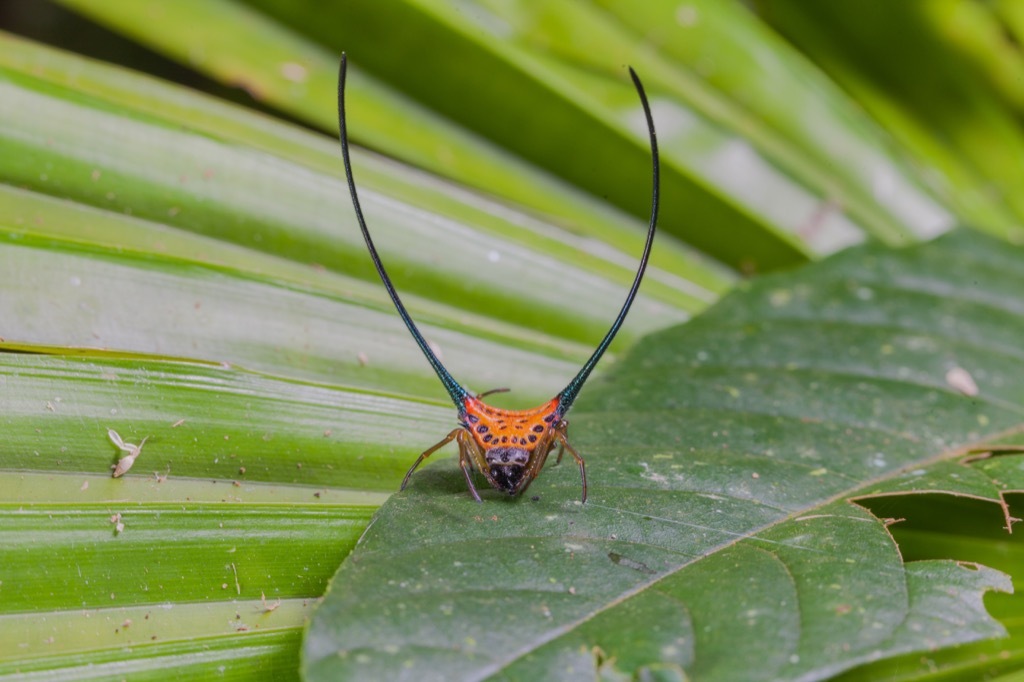 Long-Horned Orb Weaver Spider