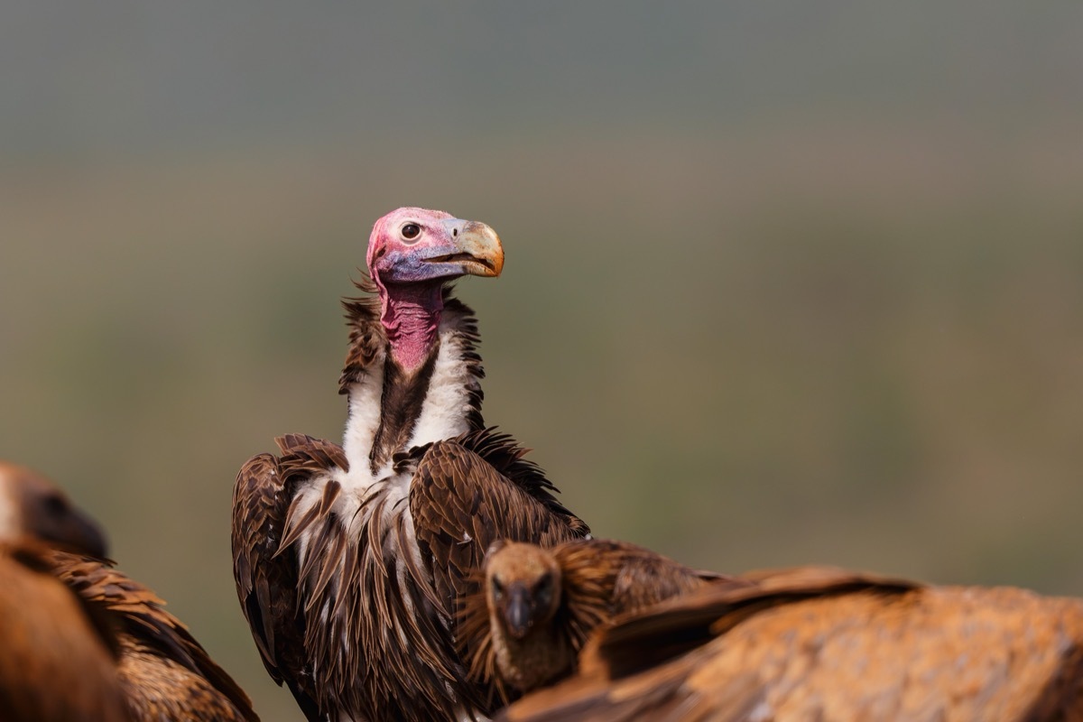 lappet-faced-vulture