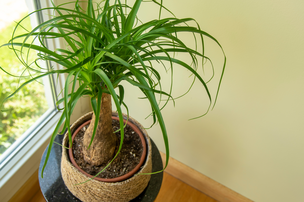 ponytail palm plant in corner of house near window