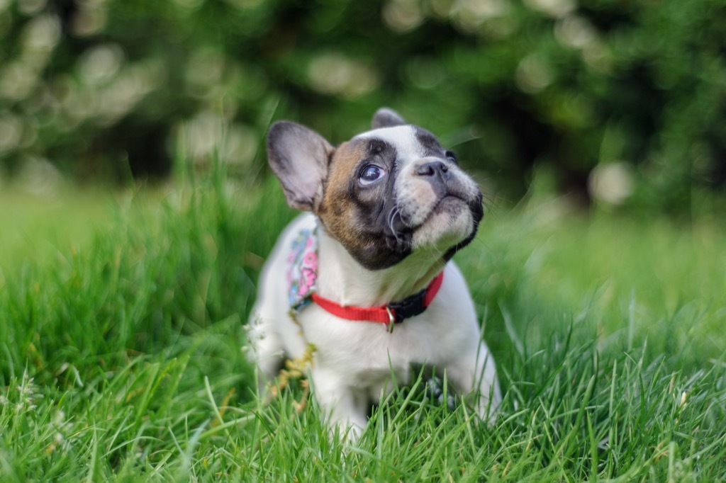 curious french bulldog cute dog