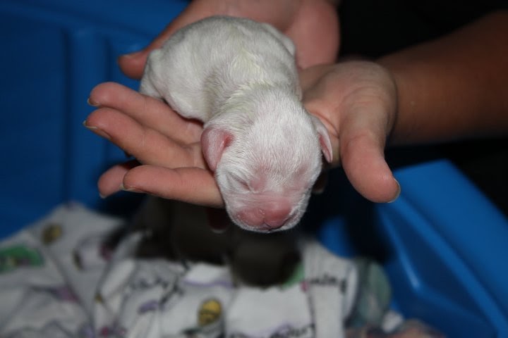 Image result for puppy holding boxer white