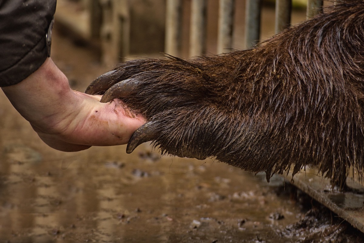 grizzly bear holding hands with man adorable photos of bears