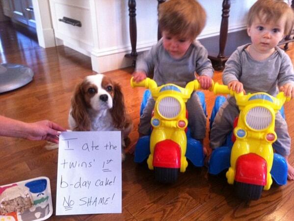 Image result for 2 dog shaming