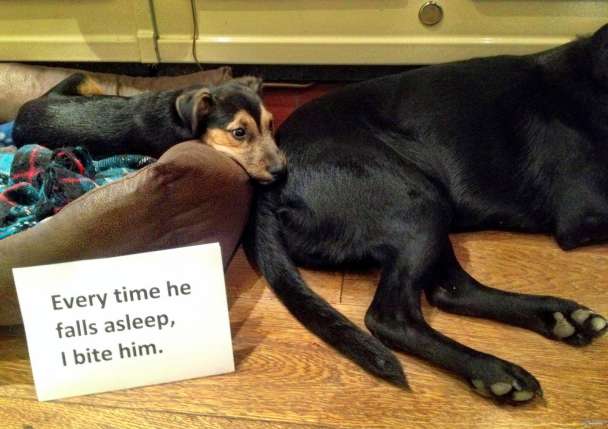 http://158.69.55.95/wp-content/uploads/2018/06/Best-Dog-Shaming-Pics-4.jpg