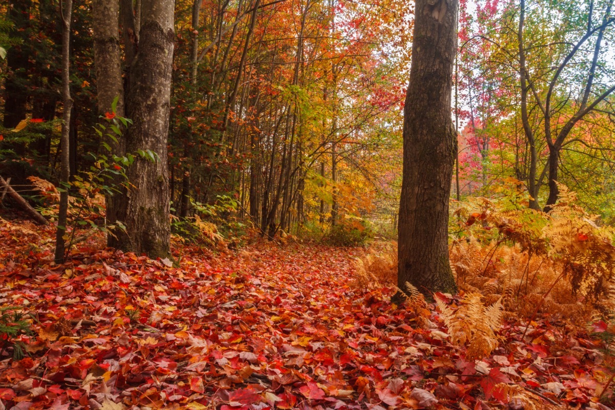 Birch Forest Vermont