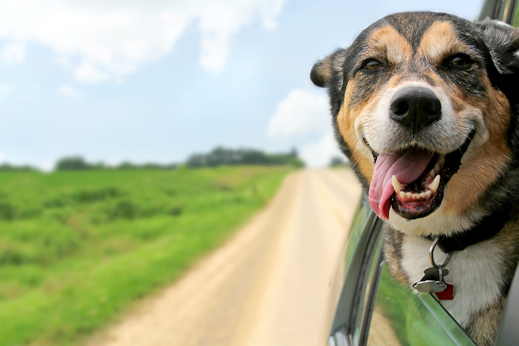 shepherd mix