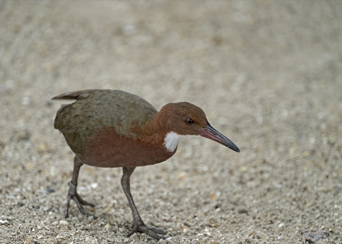 Aldabra white-throated rail walks on ground