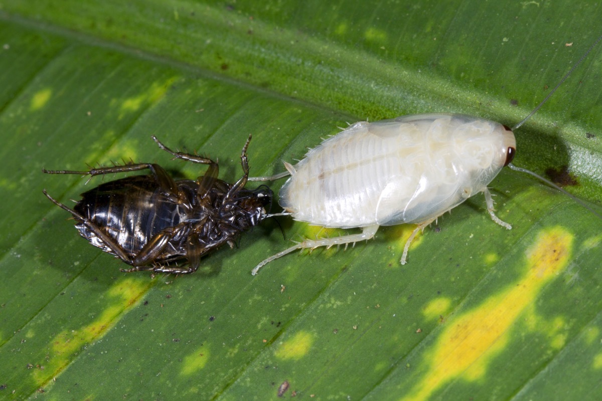 Cockroach Moulting