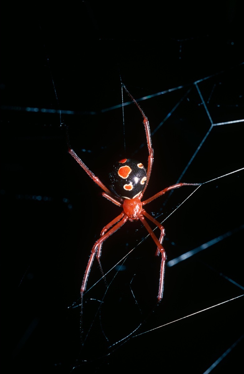 Red widow spider (Latrodectus bishopi: Theridiidae) female in her web in the embrace of a fan palm in woodland, Florida, USA