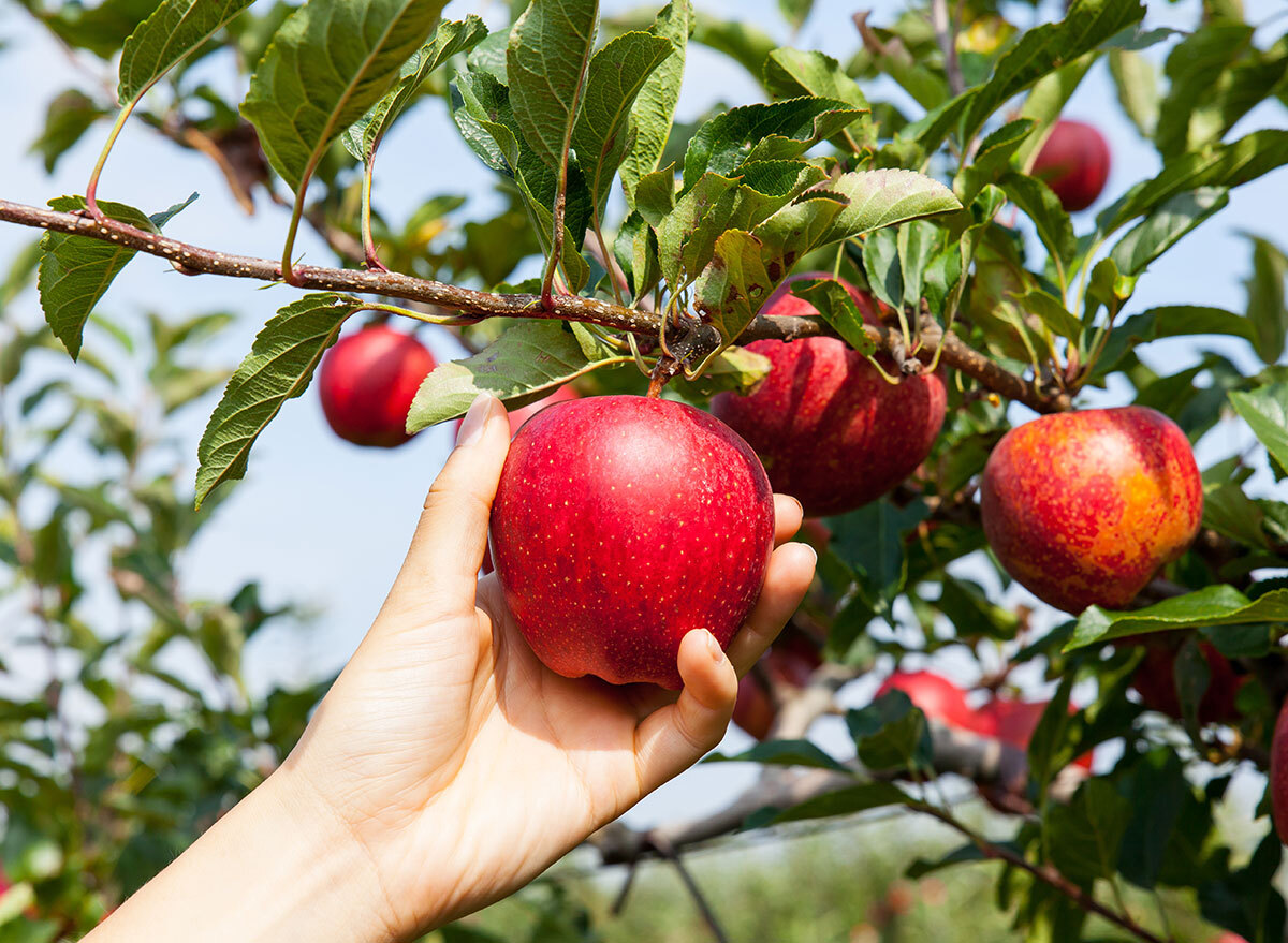 apple picking