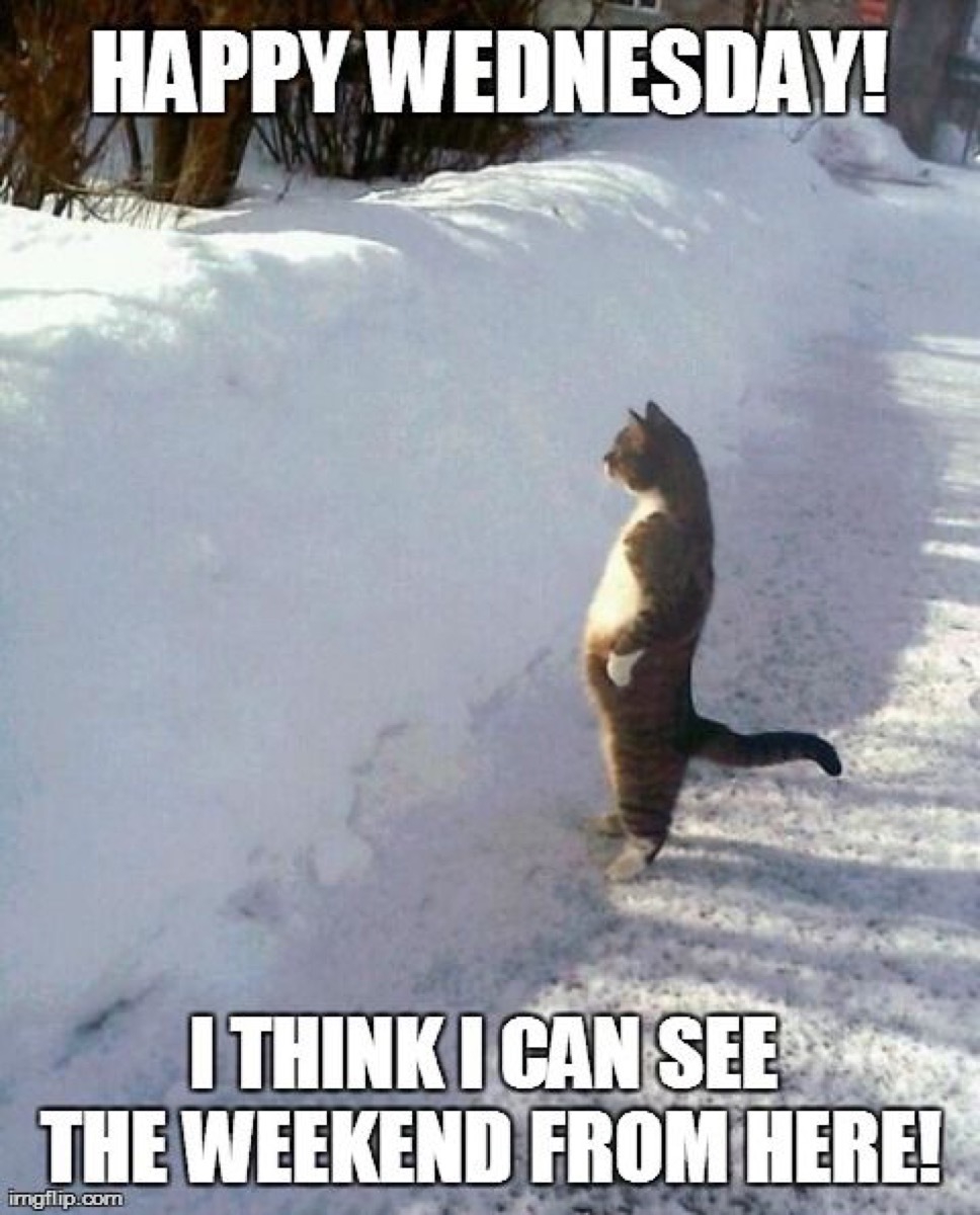 cat looking for the weekend over a snow bank, hump day memes