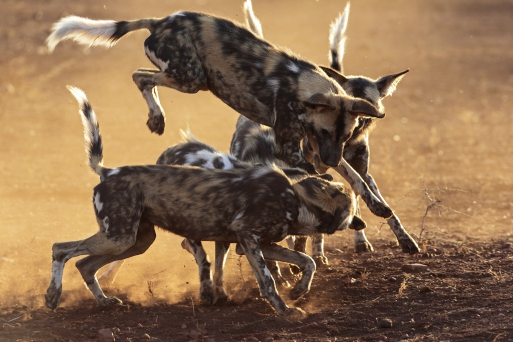 African wild dogs fighting