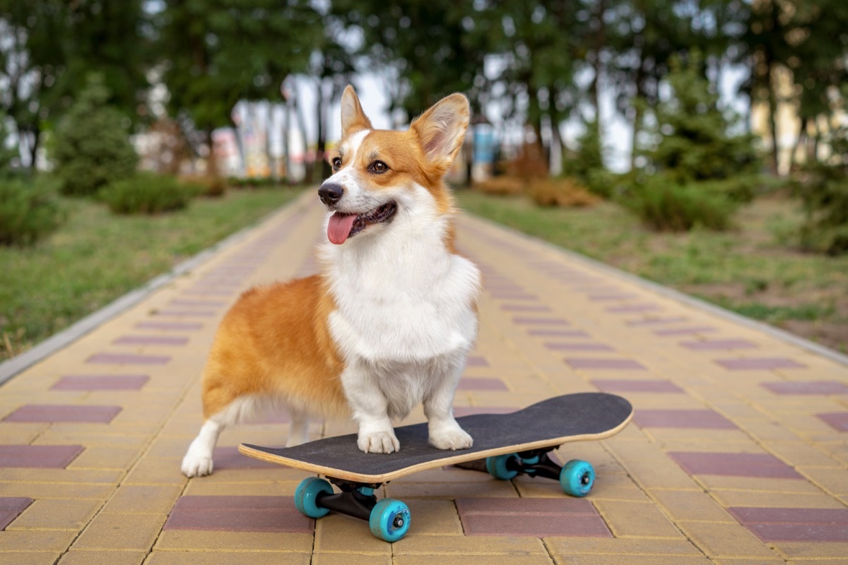 dog on a skateboard, weird state records