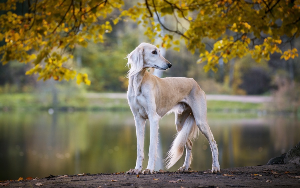 Saluki dog