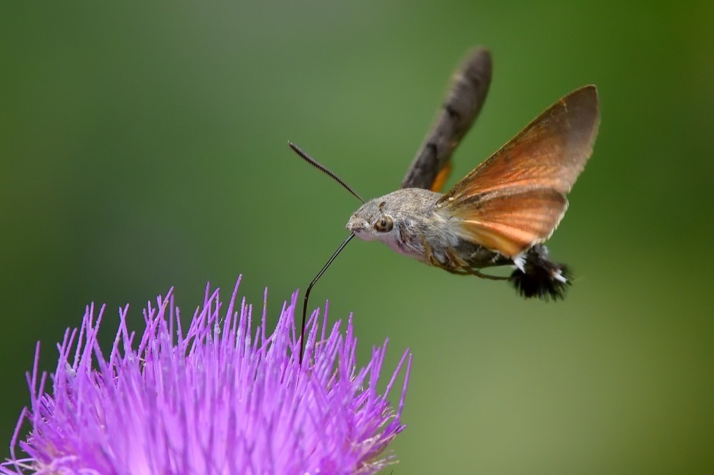 hummingbird hawk moth