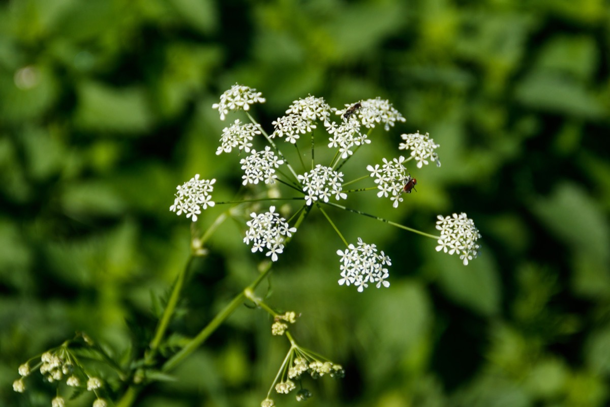 Water Hemlock Dangerous Plants in Your Backyard