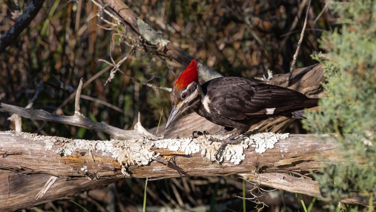 ivory billed woodpecker