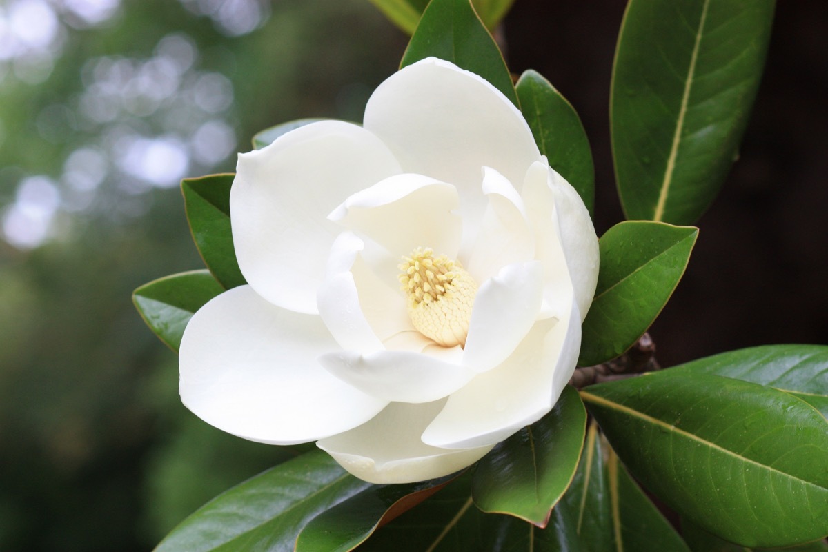 magnolia flower, most common street names