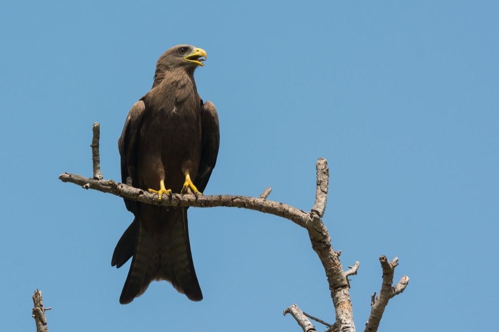 Black Kite bird facts 2018