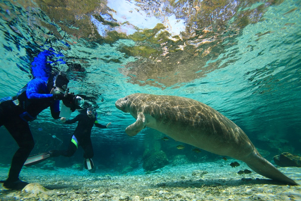 divers swimming with manatee