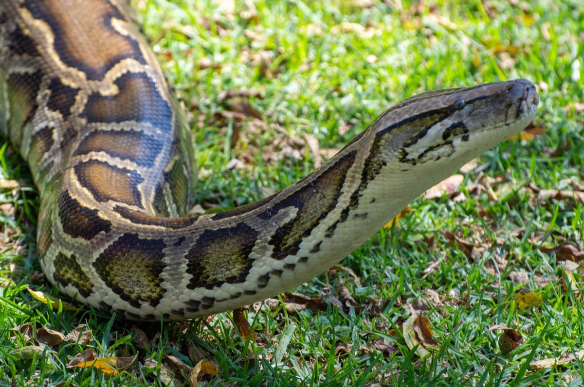 Burmese Python slithering along the grass with its head extended above the grass.