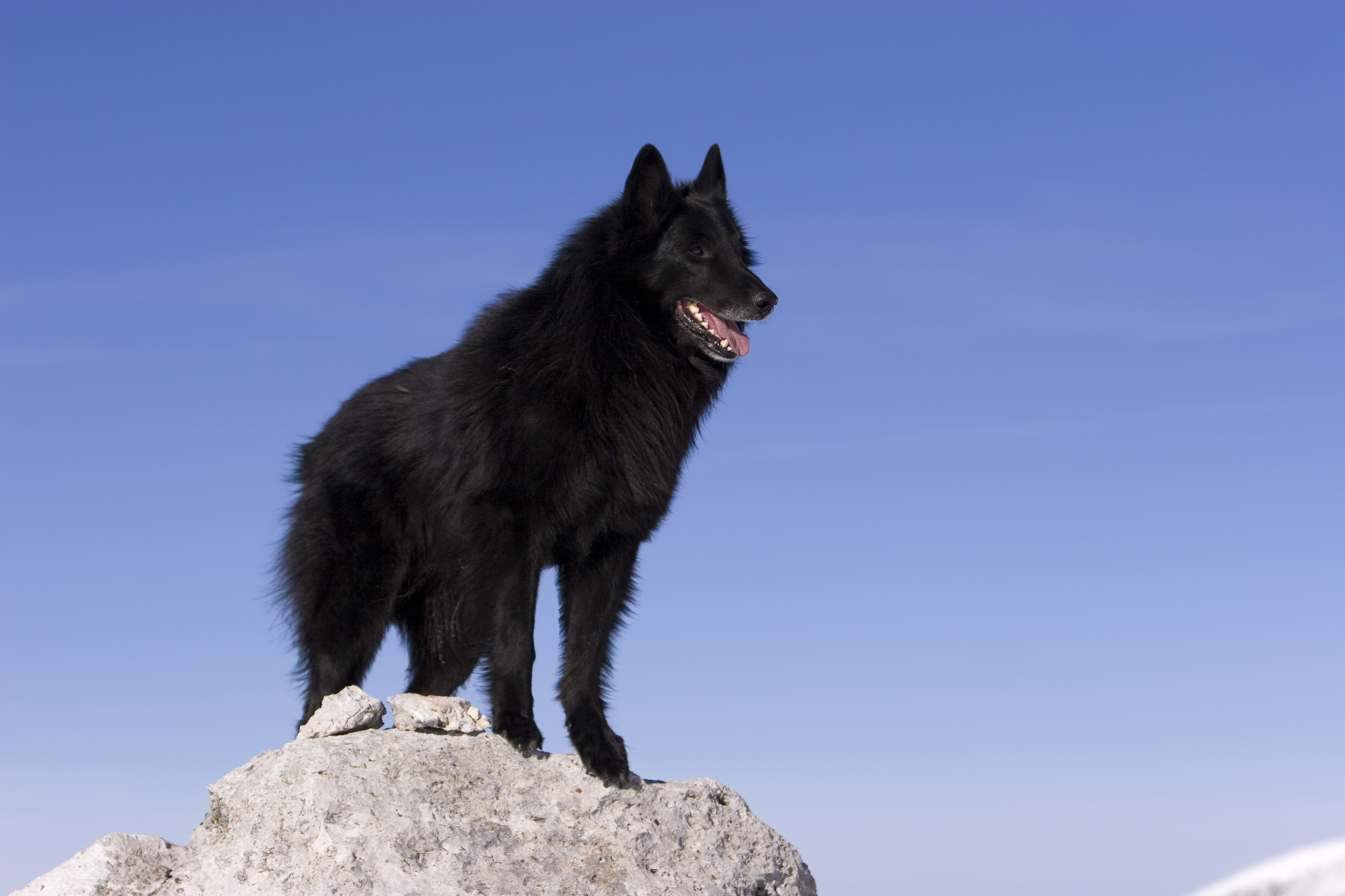 Belgian sheepdog in front of blue sky background