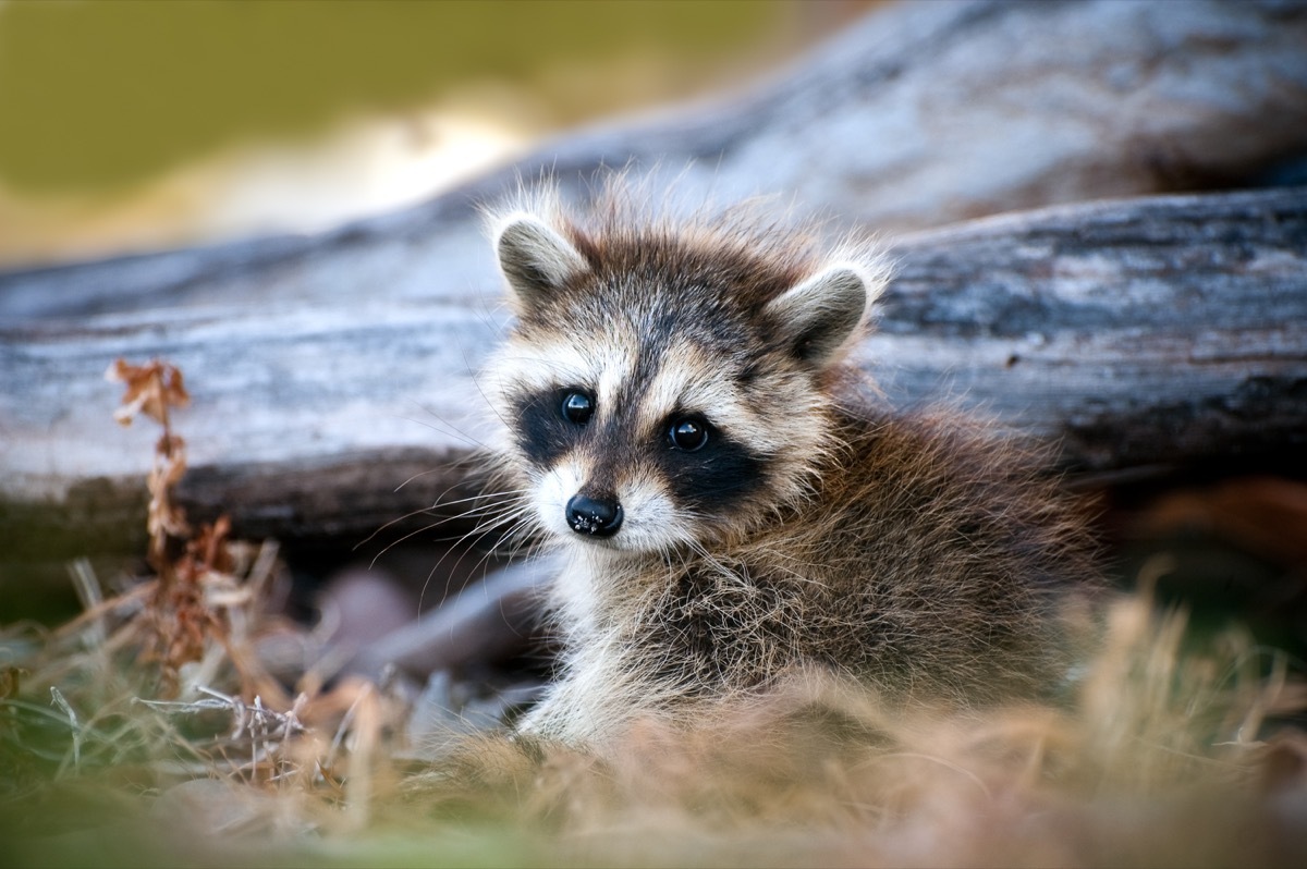 baby raccoon in the wild, dangerous baby animals