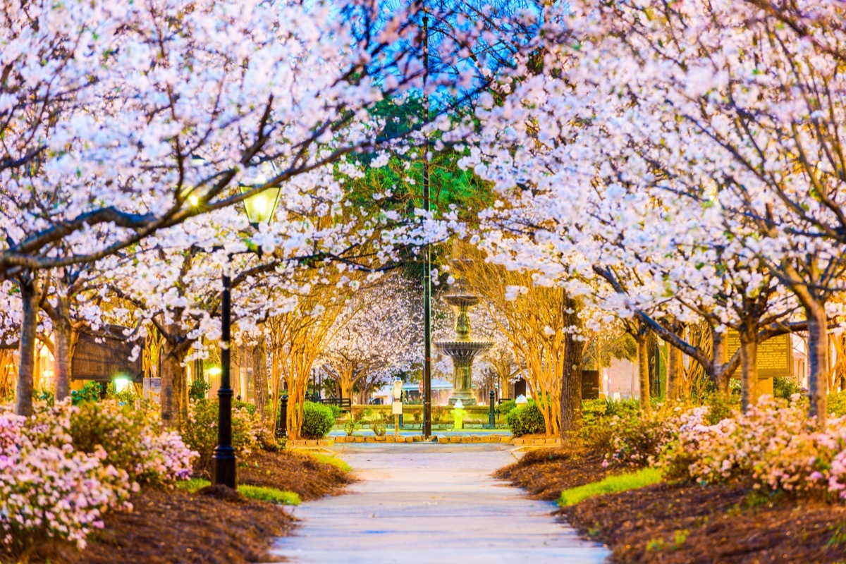 Macon, Georgia, USA in the spring with Japanese cherry trees