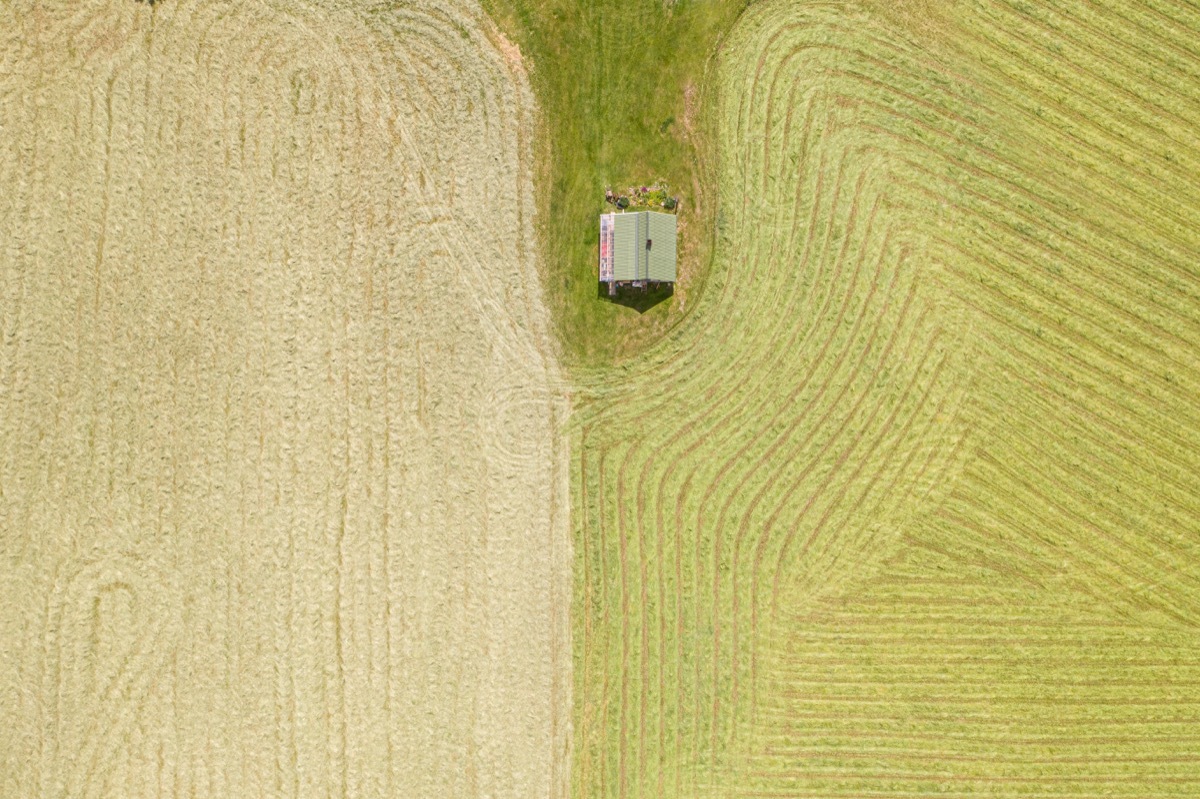 corn field in fall on farm