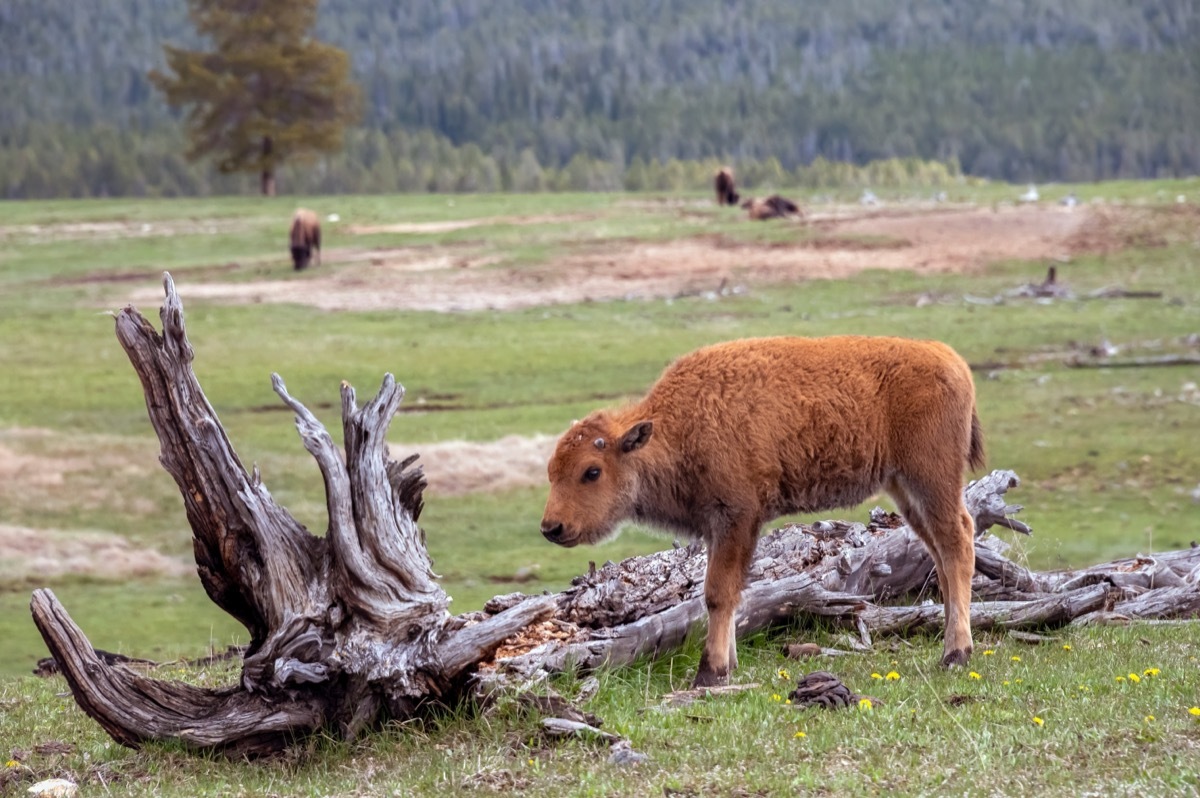 Bison in Yellowstone National Park