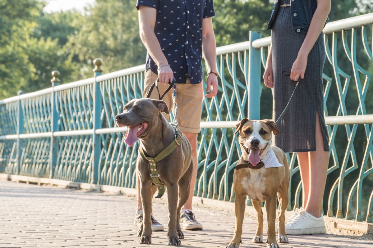 close up of man and woman's legs while they talk with dogs looking on