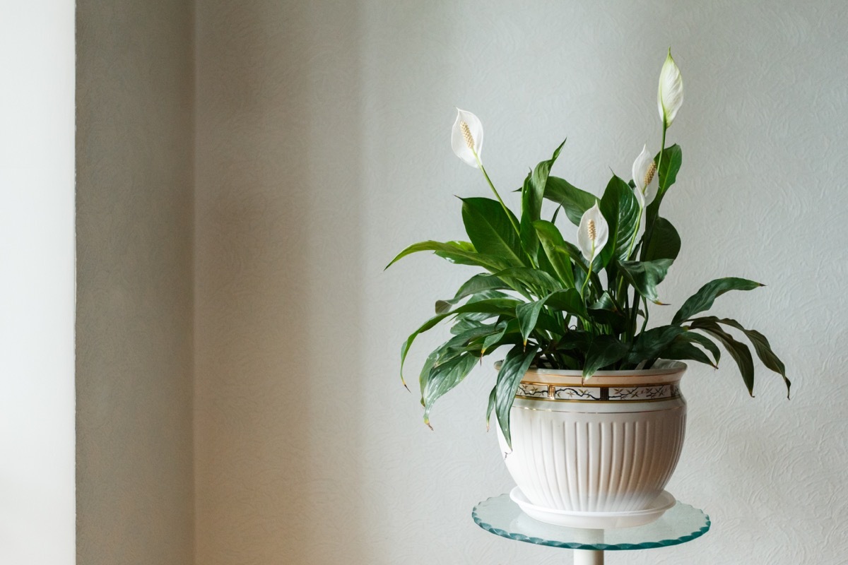 Spathiphyllum flower in the white pot, room