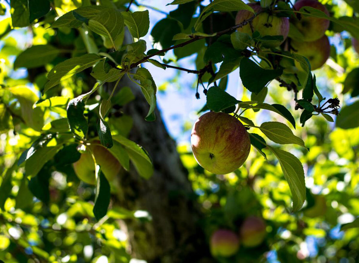 ochs orchards new york