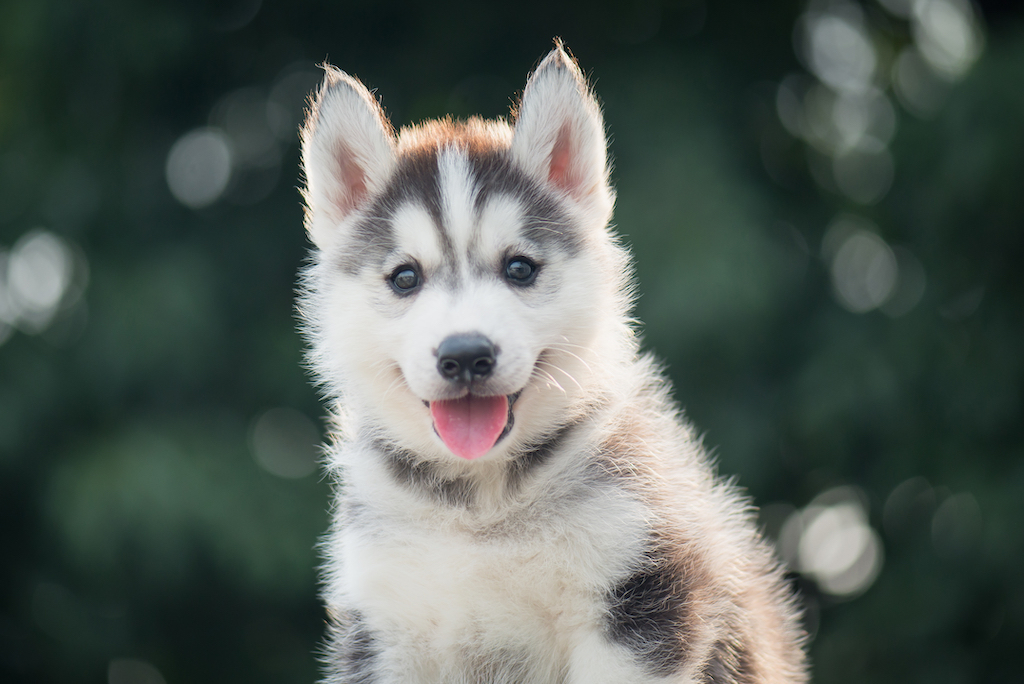 siberian-husky