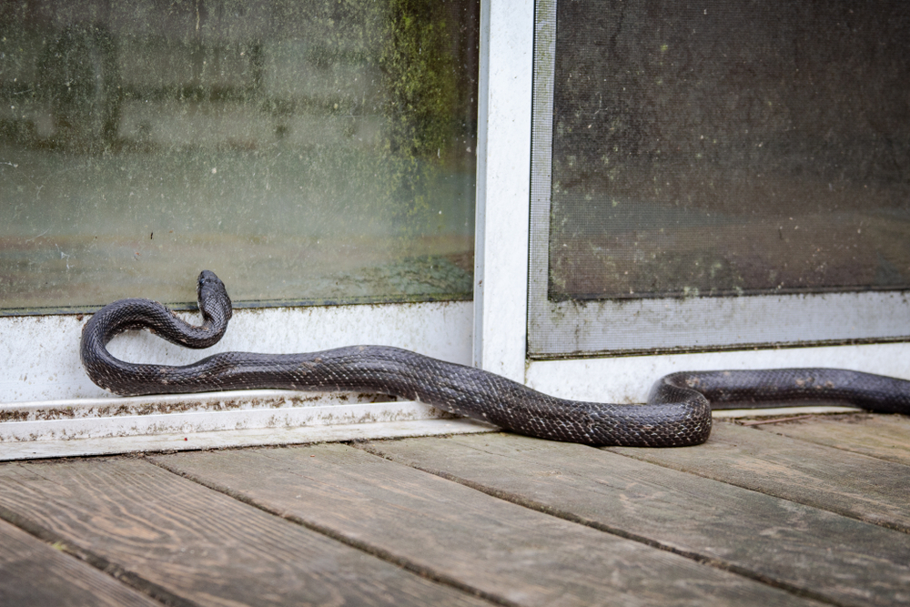 A snake near the door of a home trying to get inside