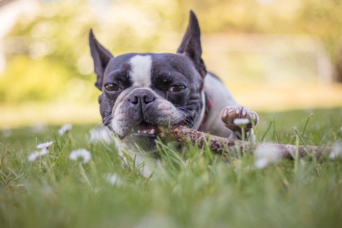 French Bulldog Boston Terrier Mix Mixed Breed Dogs