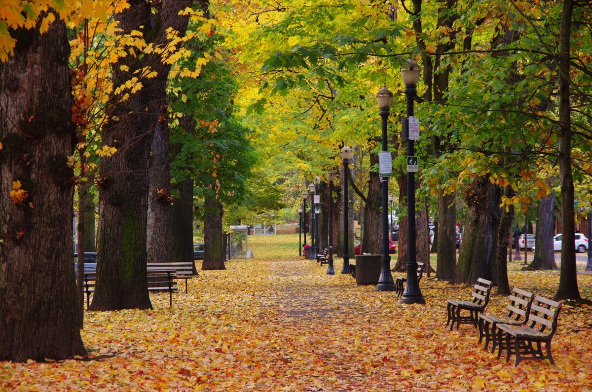 Fall in Portland Oregon