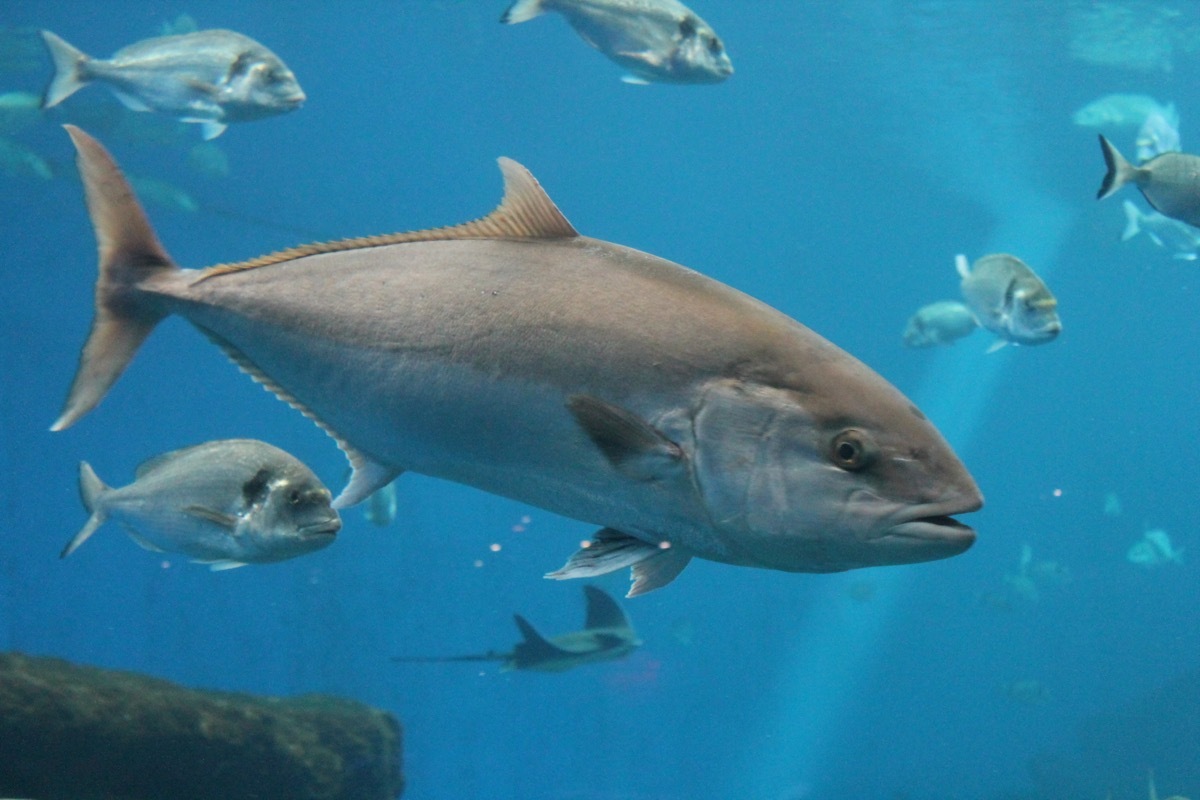 bluefin tuna