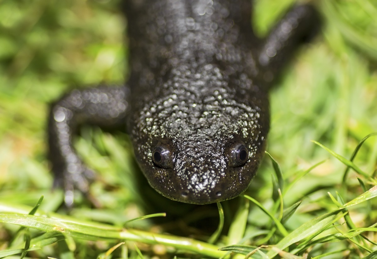 The Iberian ribbed newt or Spanish ribbed newt (Pleurodeles waltl) - Image