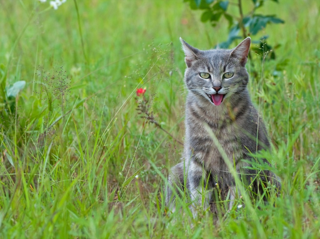 panting cat signs your cat is sick