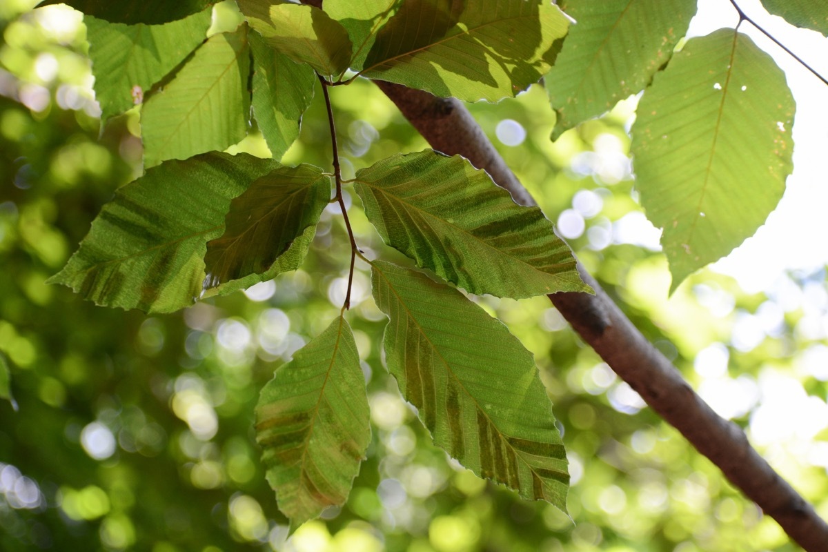 beech leaf disease