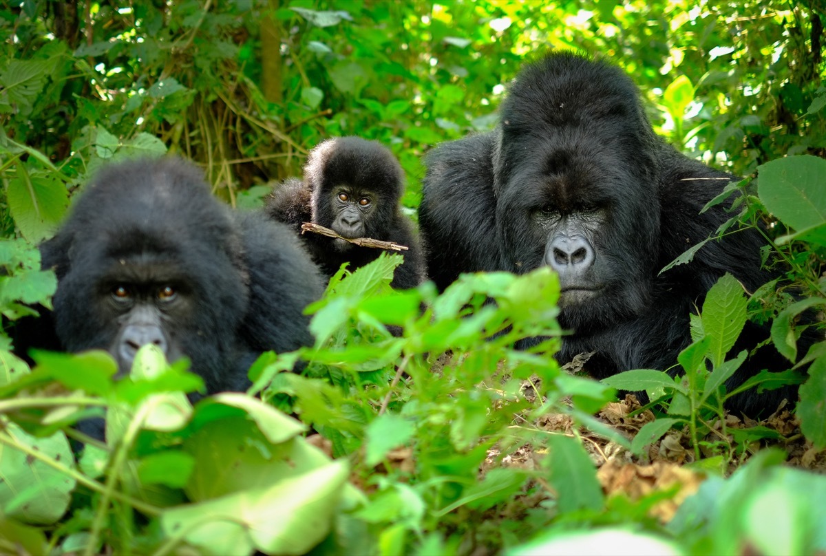 Gorillas in Rwanda