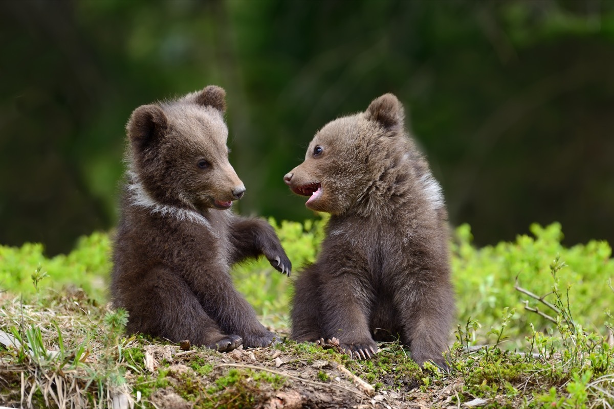 bear cubs playing together adorable photos of bears