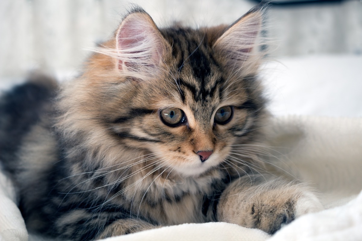 fluffy siberian kitten