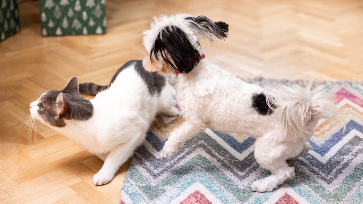 Gray-white cat and Morkie dog, playing or fighting together in the domestic room