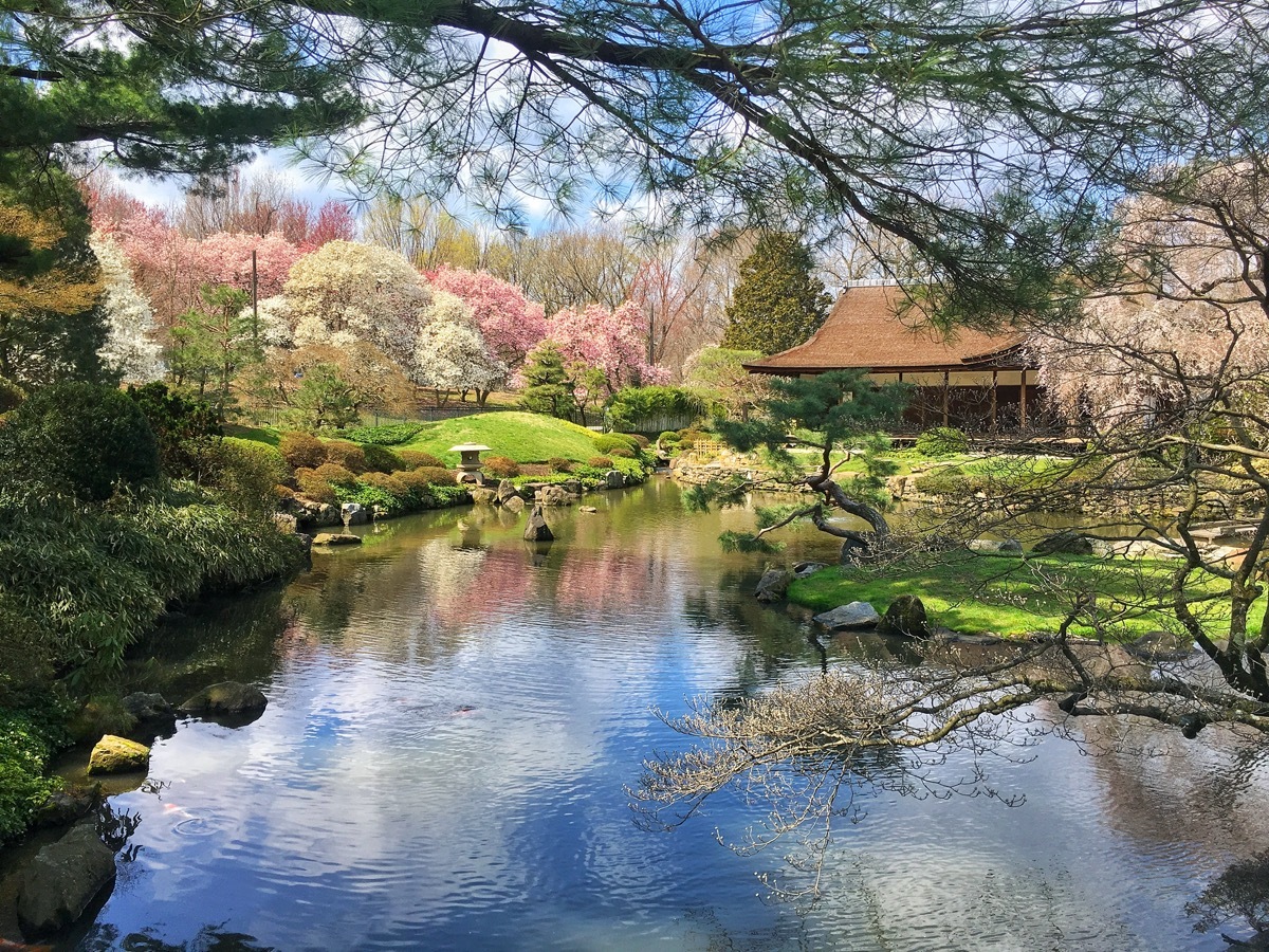 cherry blossoms around a pond in a japanese garden