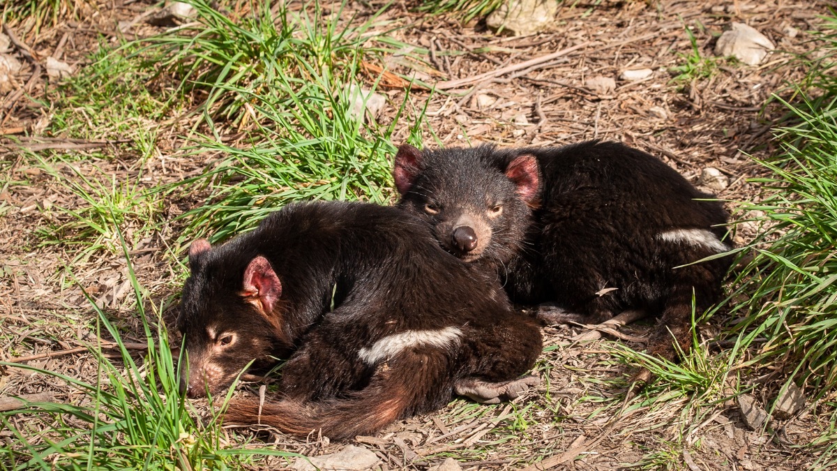 Baby tasmanian devils cuddling